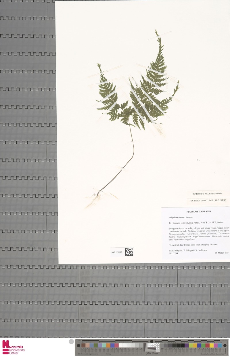 Athyrium annae photo 2