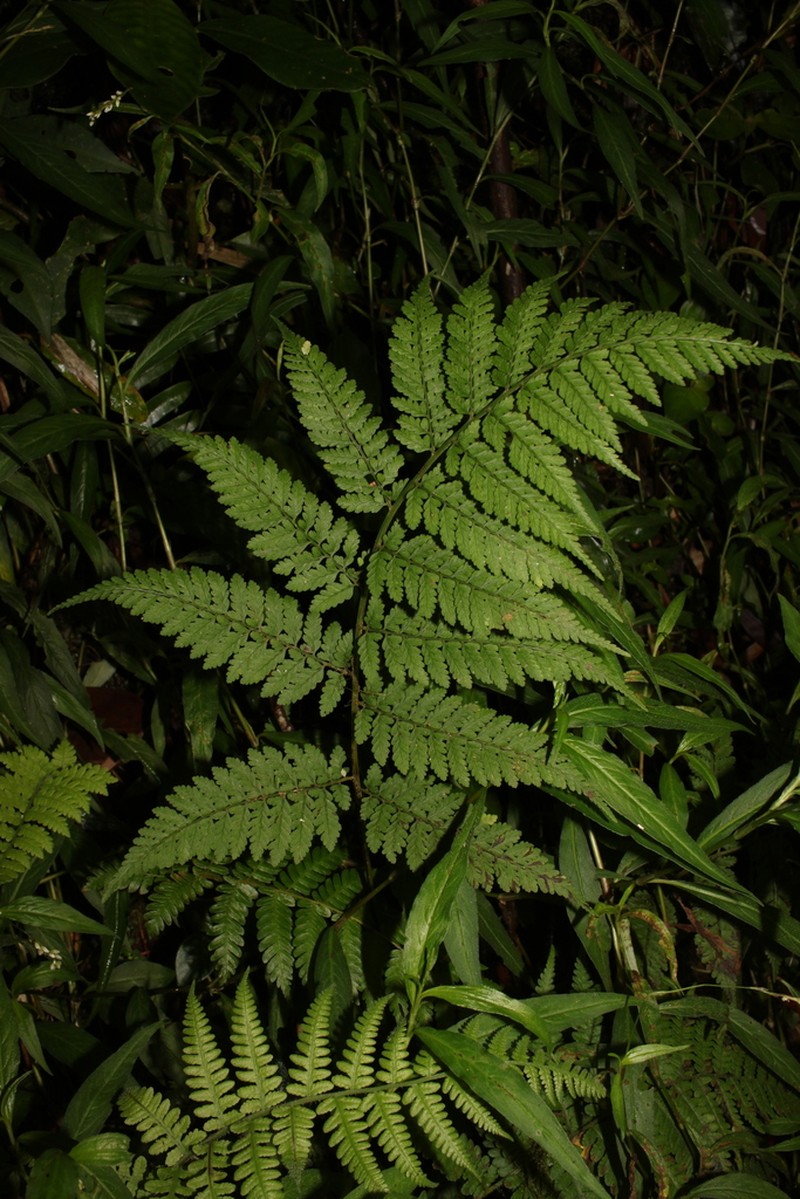 Athyrium appendiculiferum