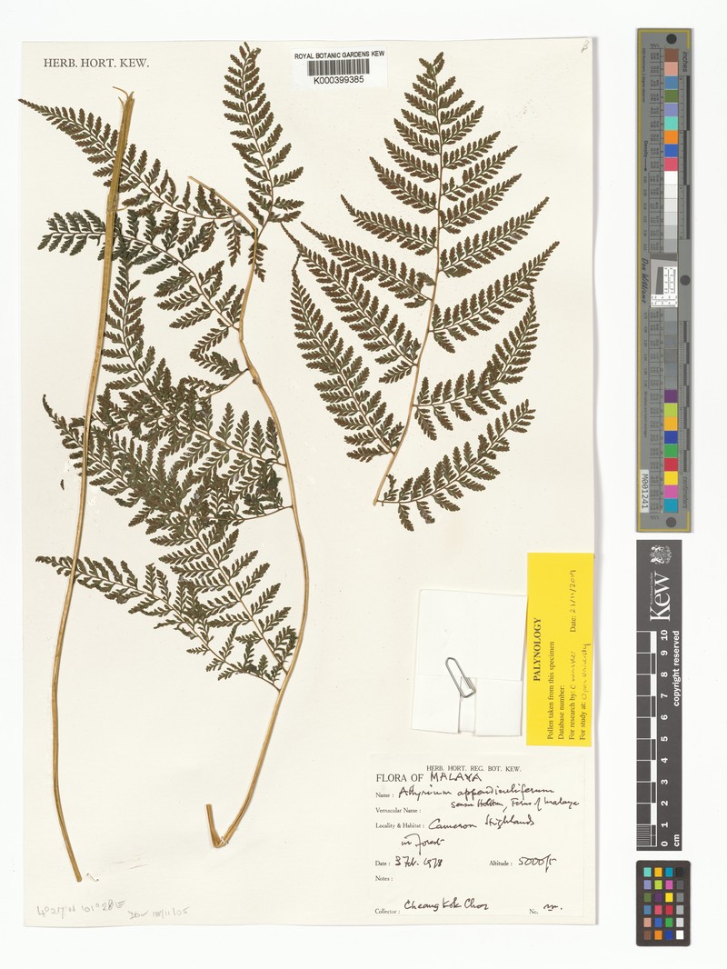 Athyrium appendiculiferum photo 2