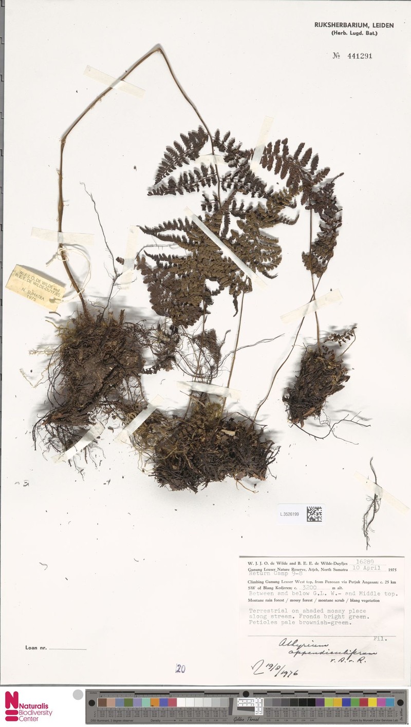 Athyrium appendiculiferum photo 3