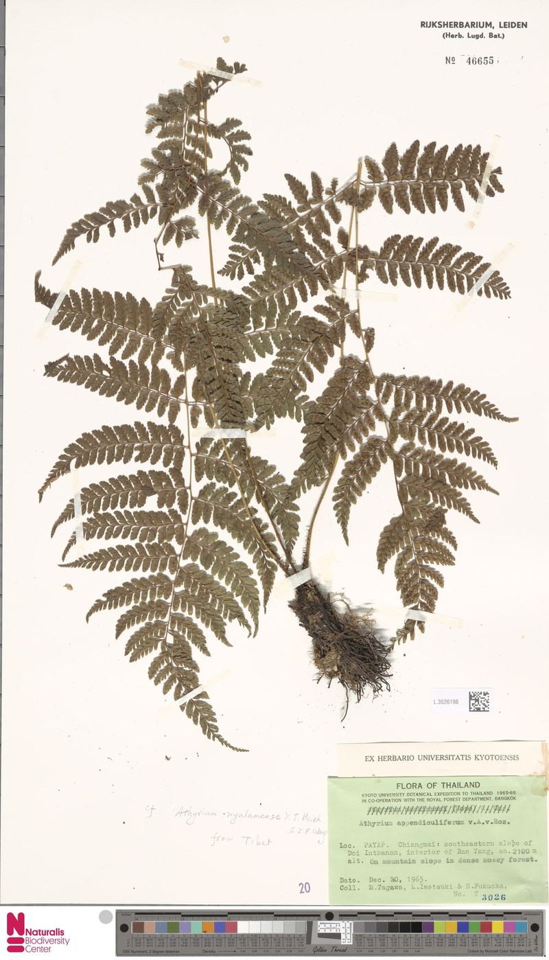 Athyrium appendiculiferum photo 4