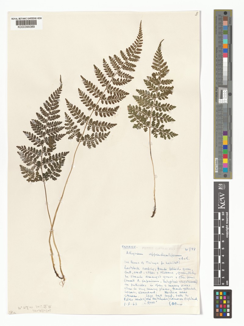 Athyrium appendiculiferum photo 5