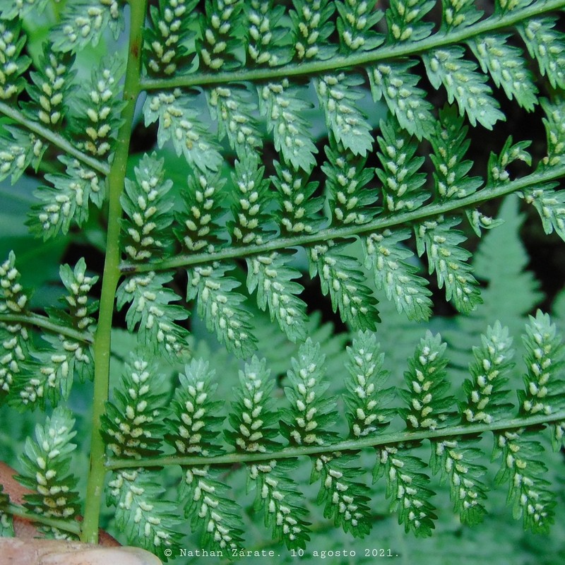 Athyrium arcuatum photo 2