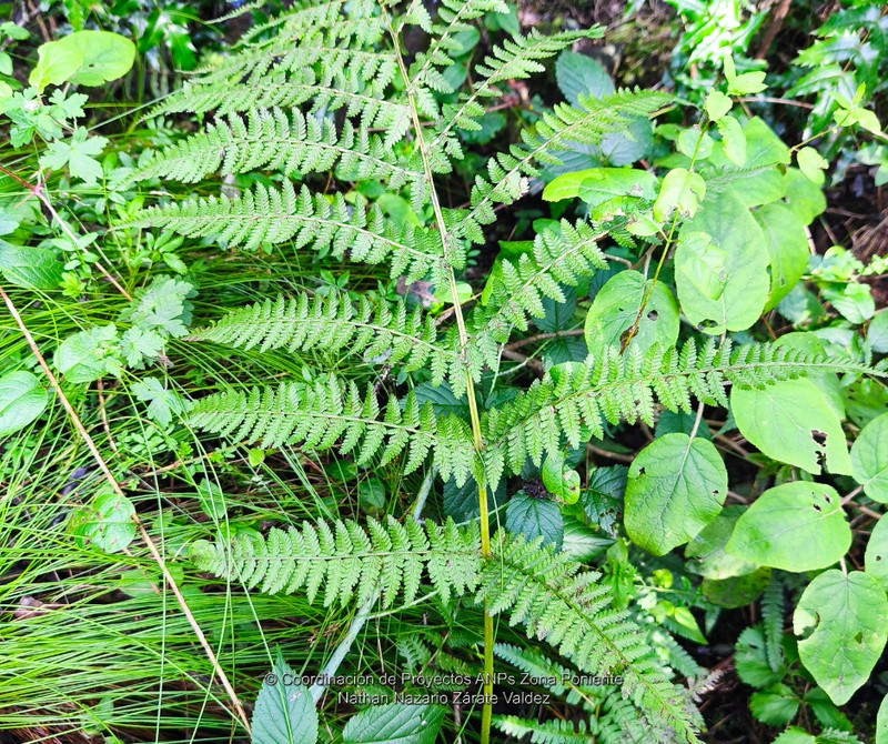 Athyrium arcuatum photo 3