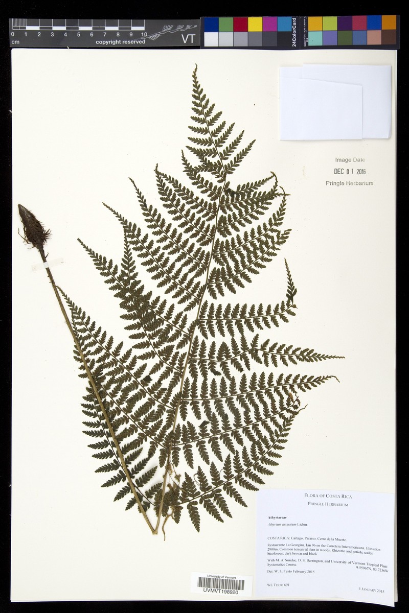 Athyrium arcuatum photo 4