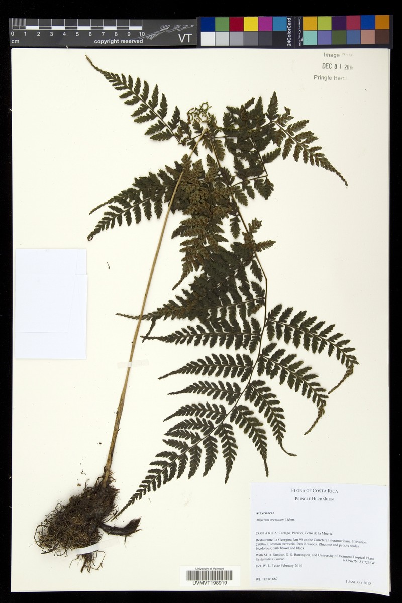 Athyrium arcuatum photo 5
