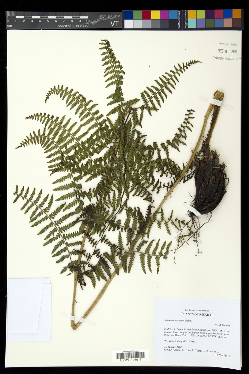 Athyrium arcuatum photo 6