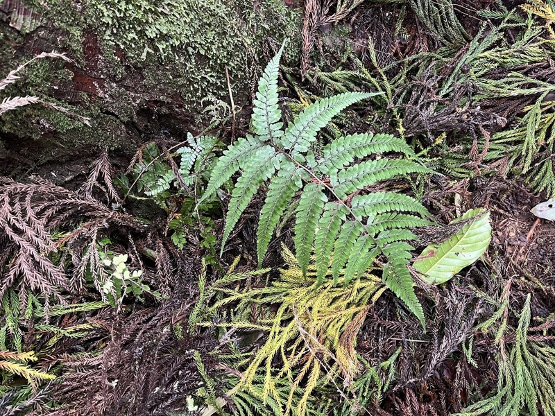 Athyrium arisanense