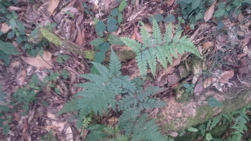 Athyrium arisanense photo 2