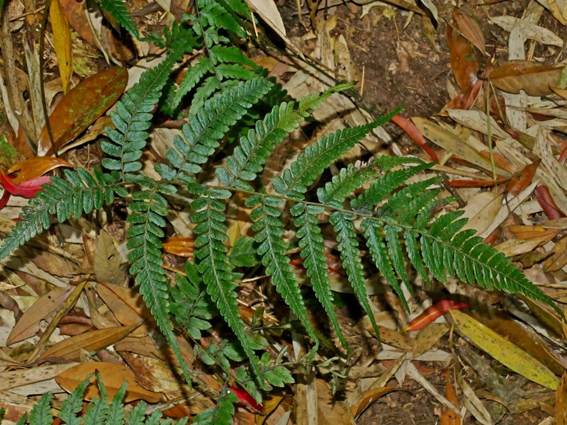 Athyrium arisanense photo 3