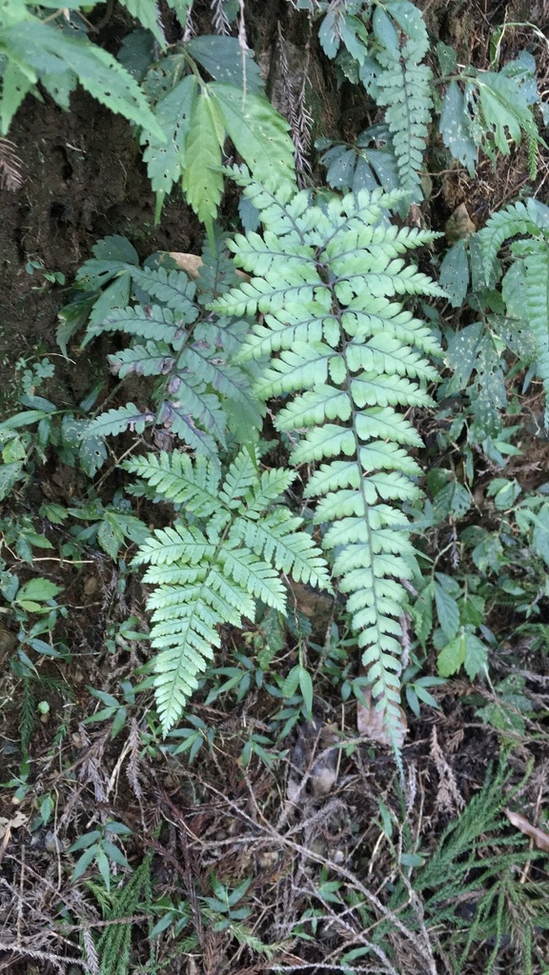 Athyrium arisanense photo 4