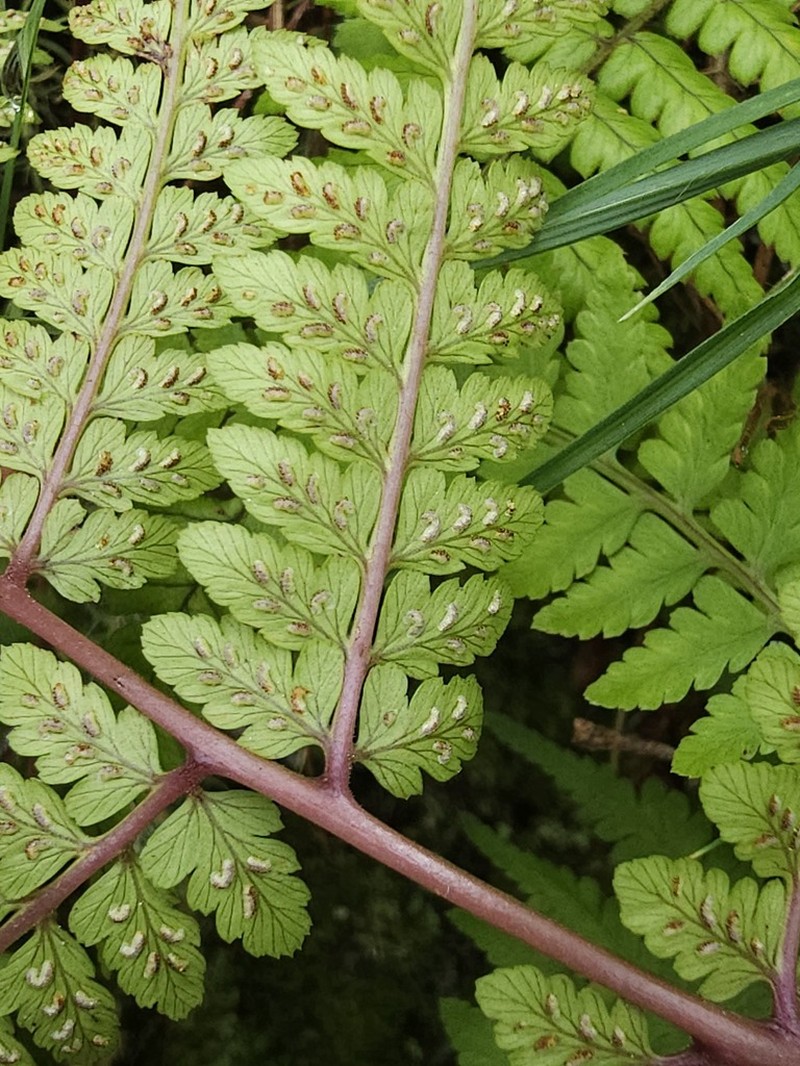Athyrium arisanense photo 5