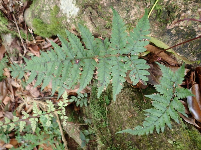 Athyrium arisanense photo 6