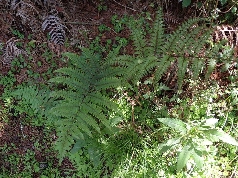Athyrium arisanense photo 7