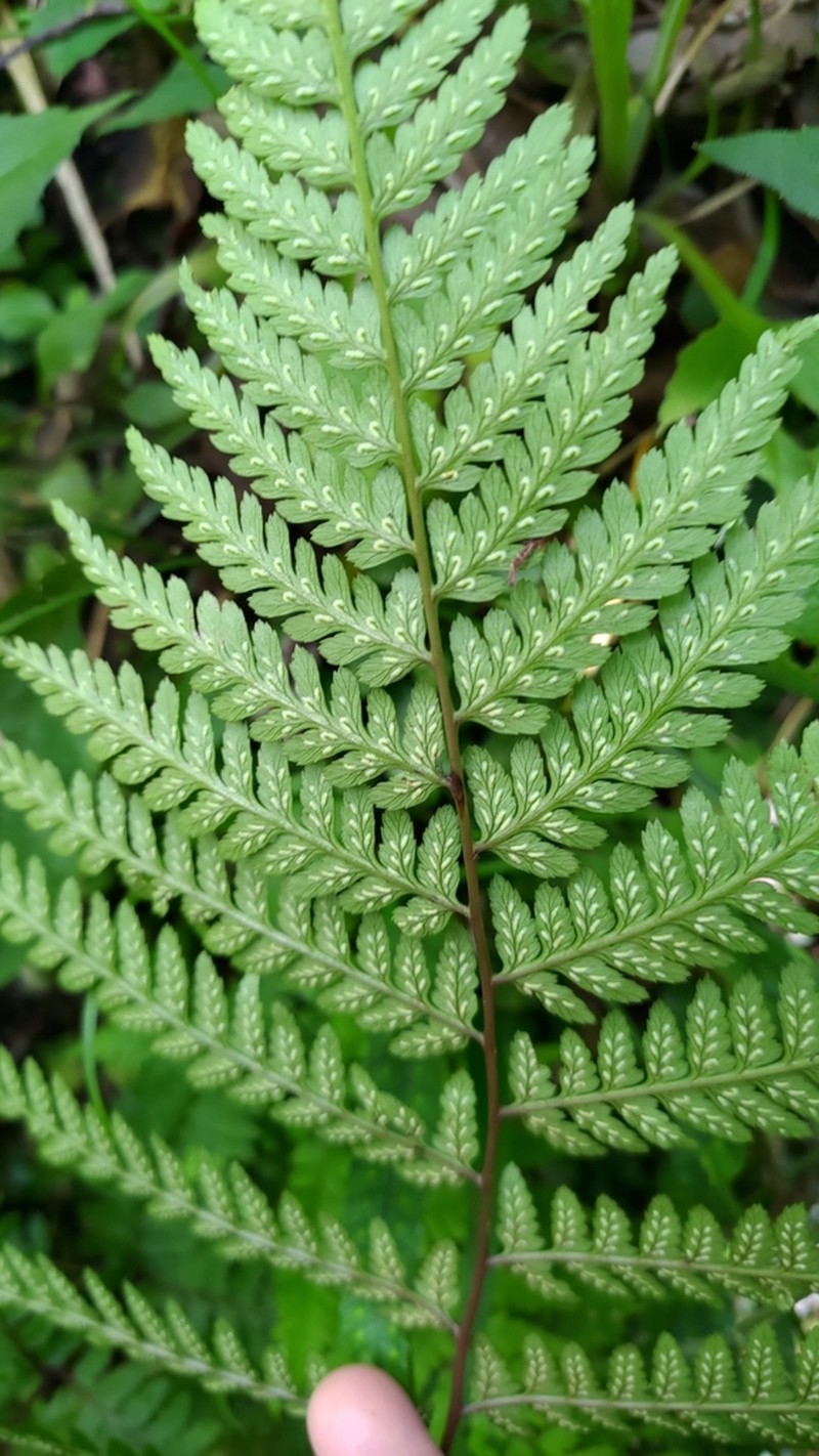 Athyrium arisanense photo 8