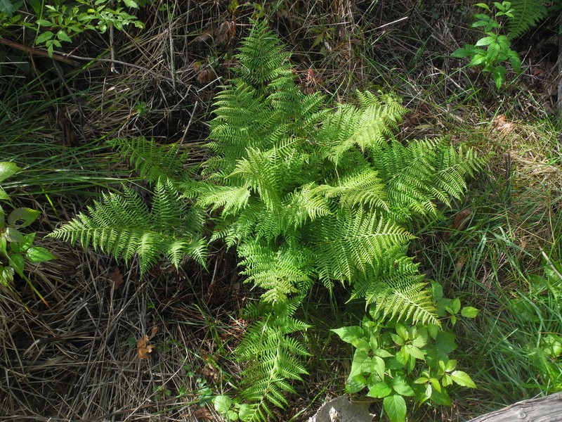 Athyrium asplenioides