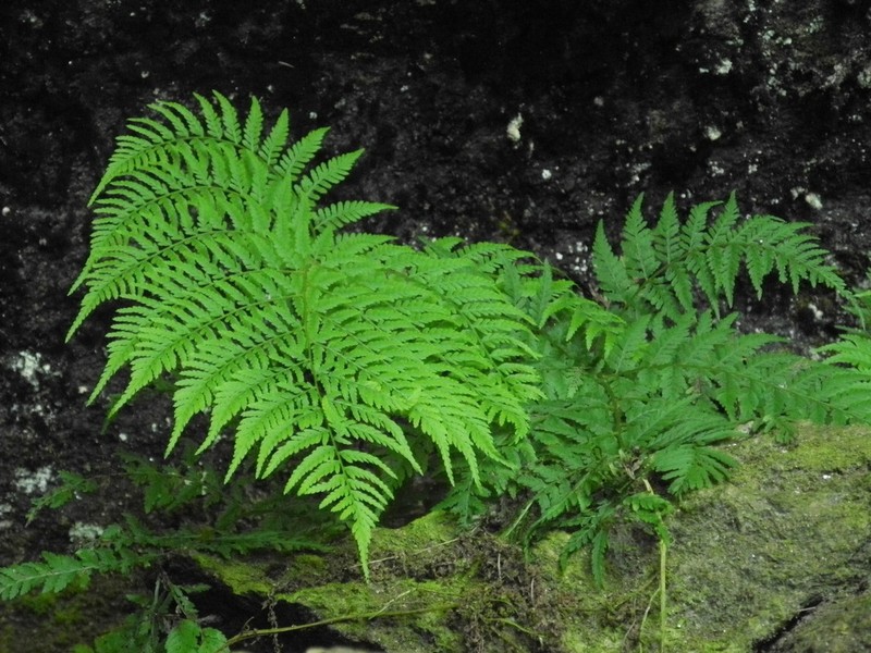 Athyrium asplenioides photo 2