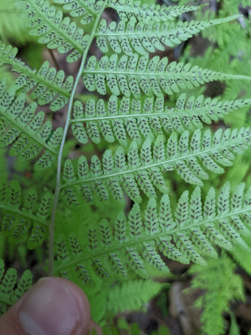 Athyrium asplenioides photo 3