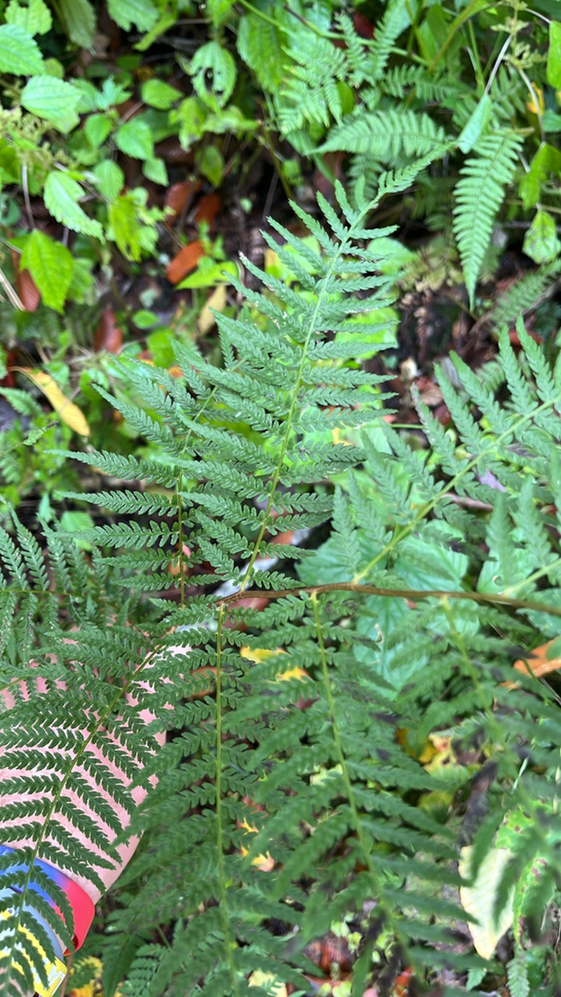 Athyrium asplenioides photo 4