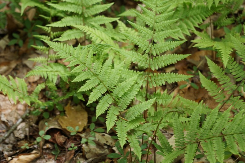 Athyrium asplenioides photo 5