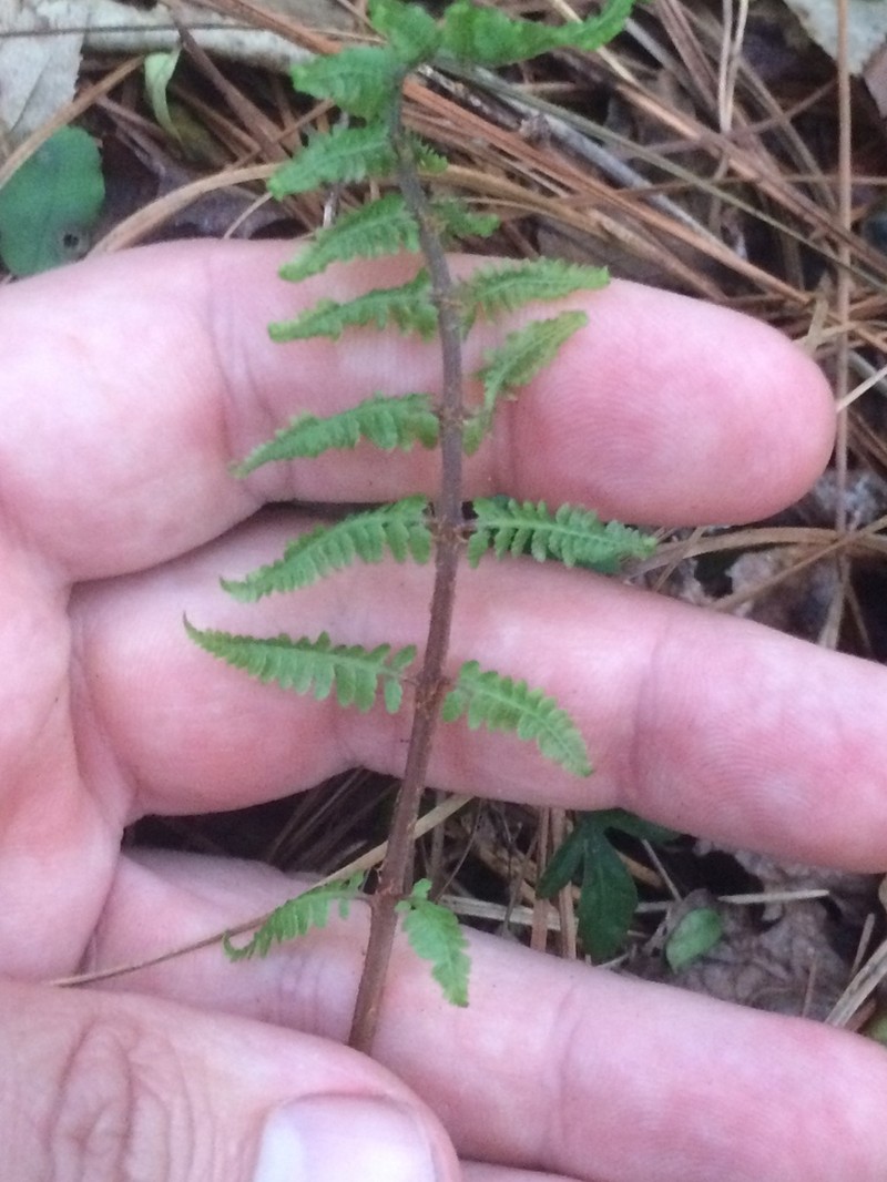 Athyrium asplenioides photo 6