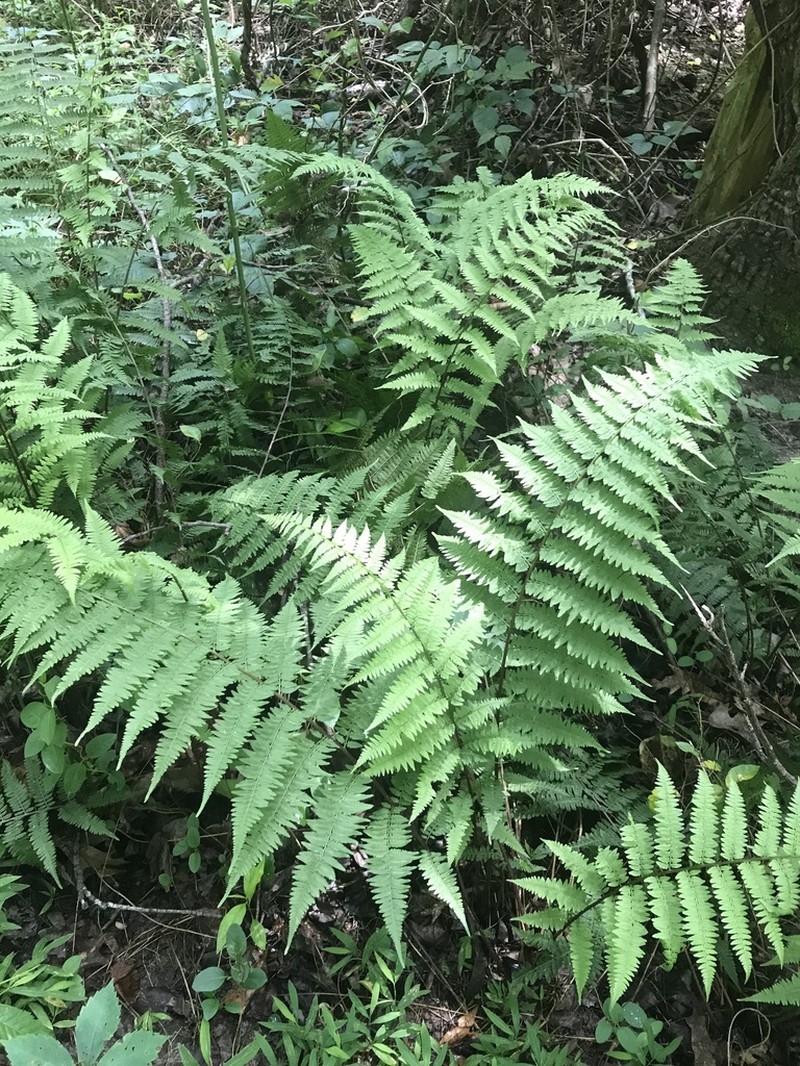Athyrium asplenioides photo 7