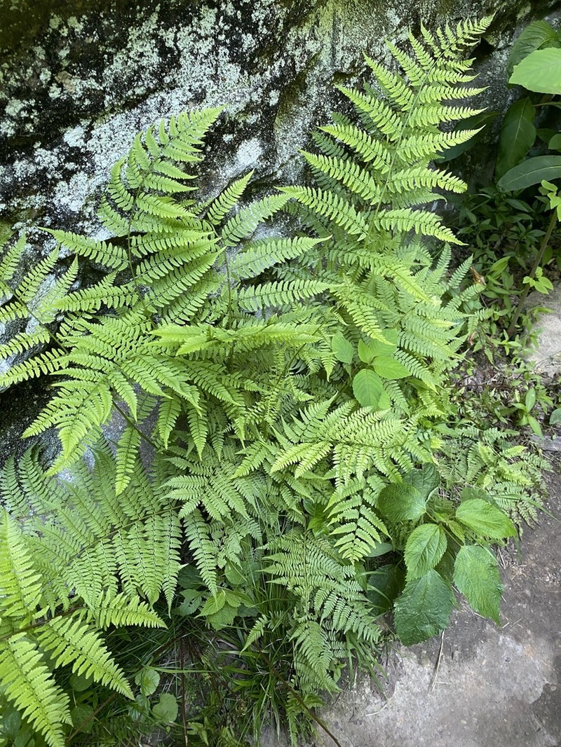 Athyrium asplenioides photo 8