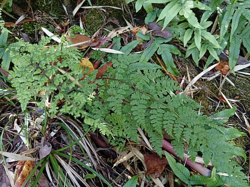 Athyrium atkinsonii