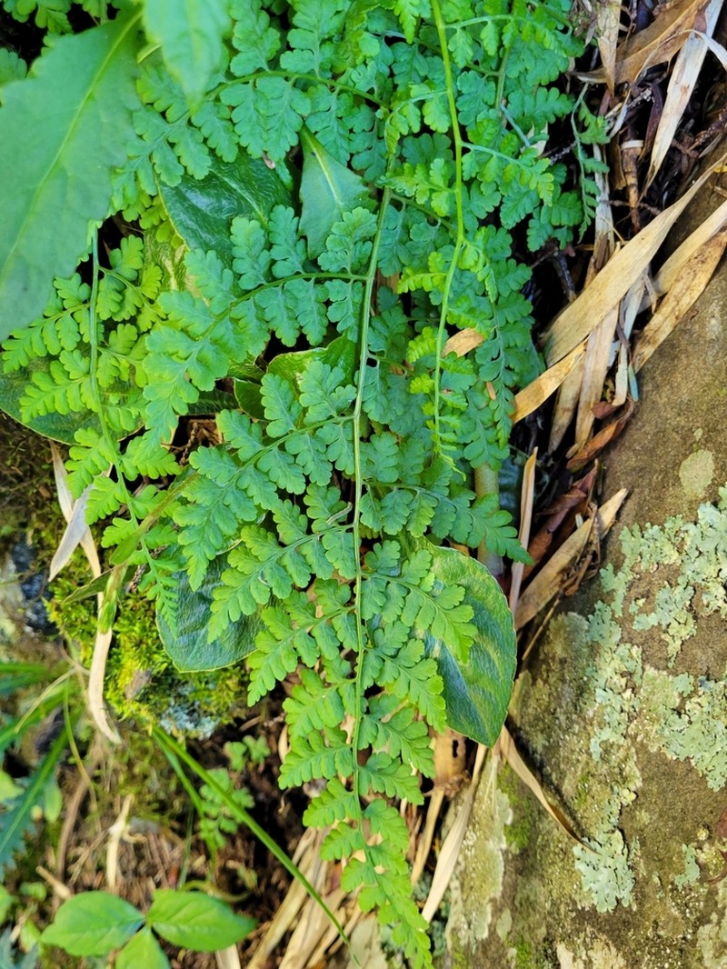 Athyrium atkinsonii photo 2