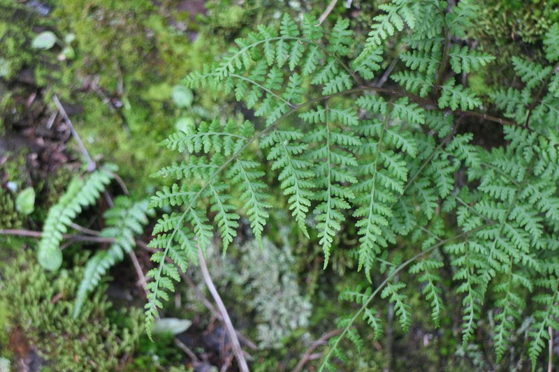 Athyrium atkinsonii photo 3