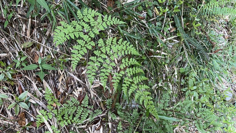 Athyrium atkinsonii photo 4