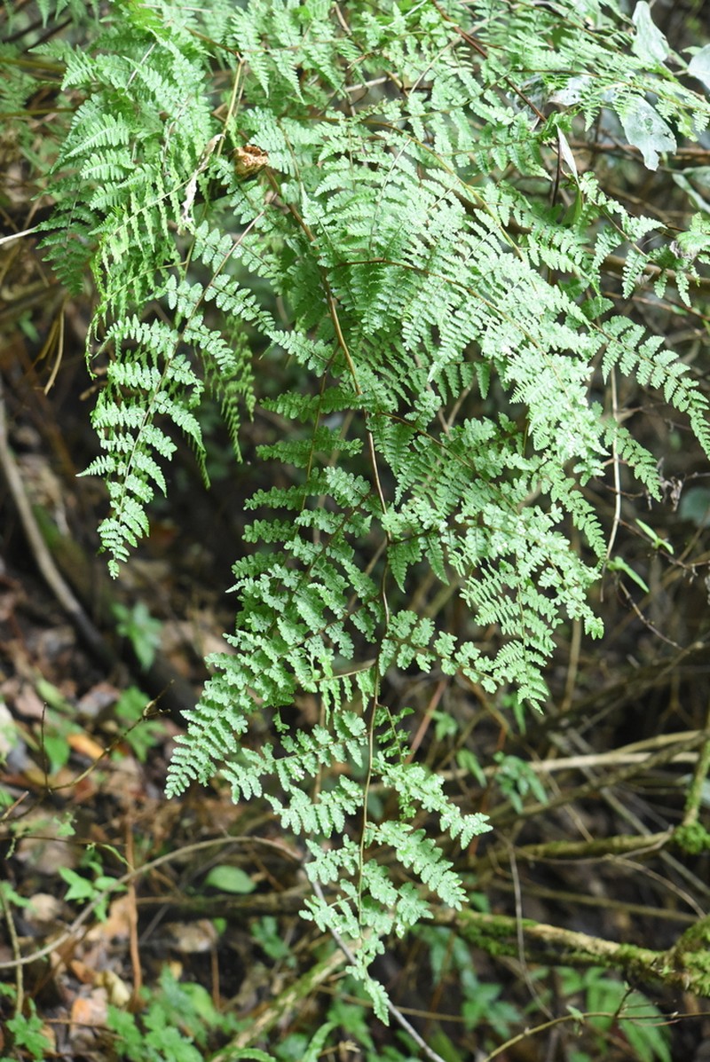 Athyrium atkinsonii photo 5