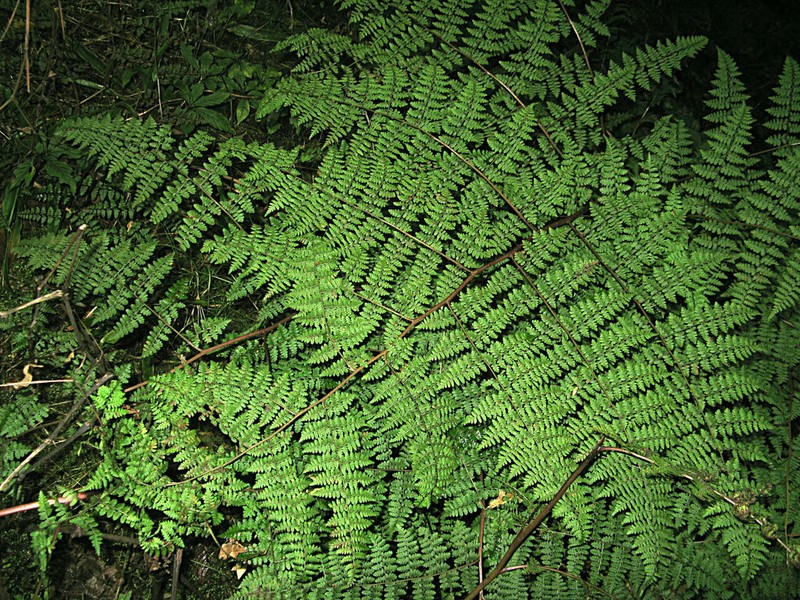 Athyrium atkinsonii photo 6