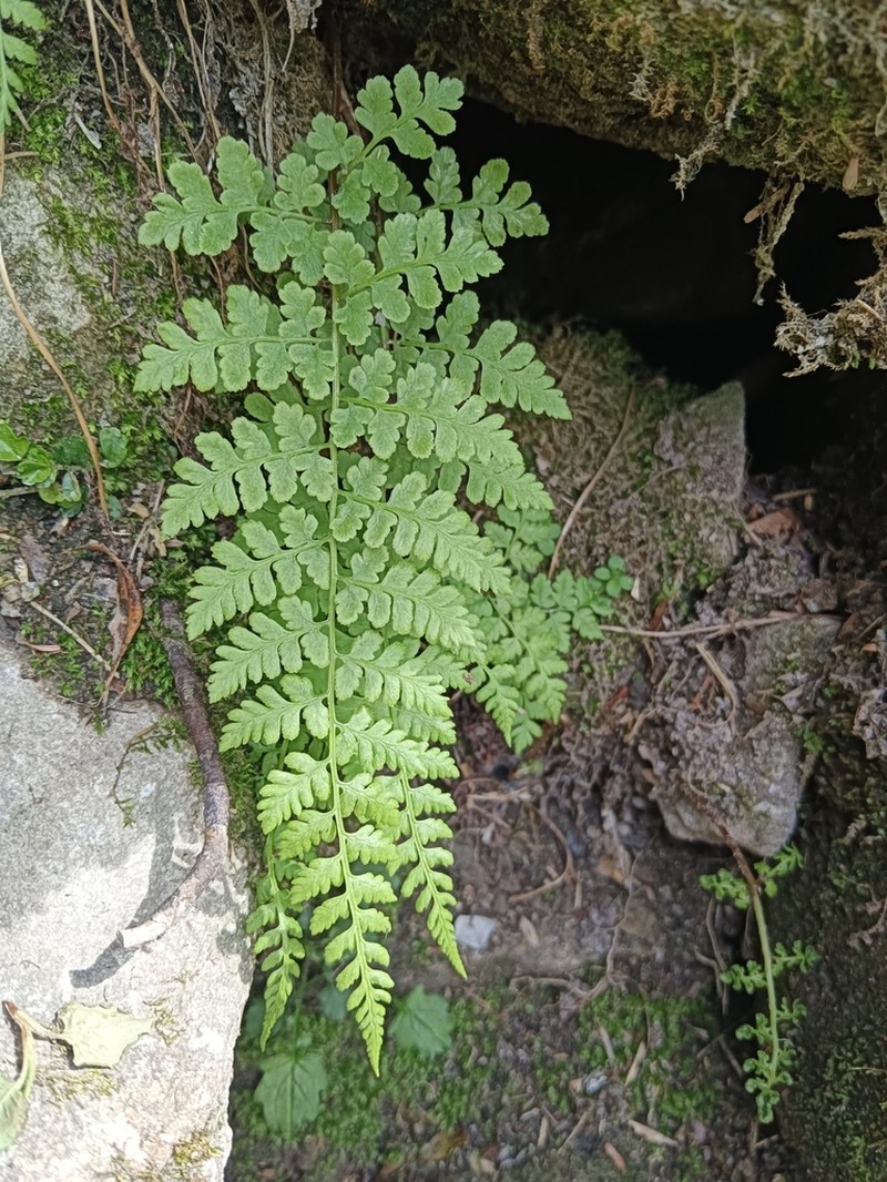 Athyrium atkinsonii photo 7