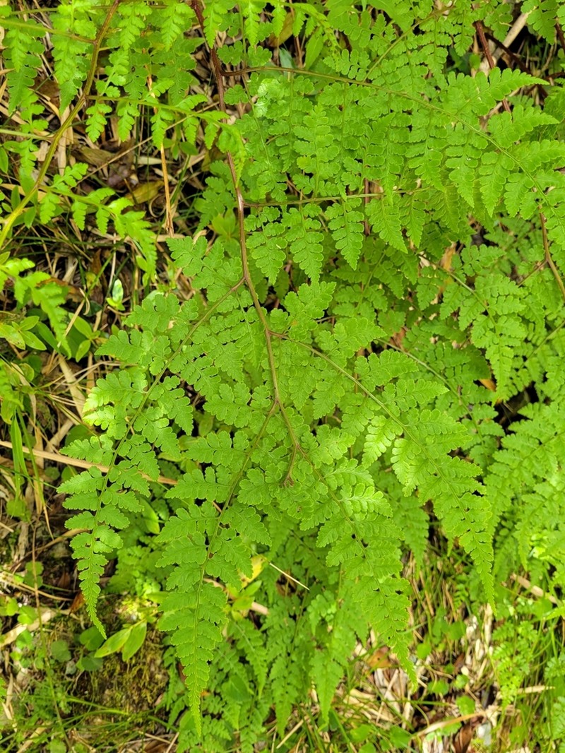 Athyrium atkinsonii photo 8