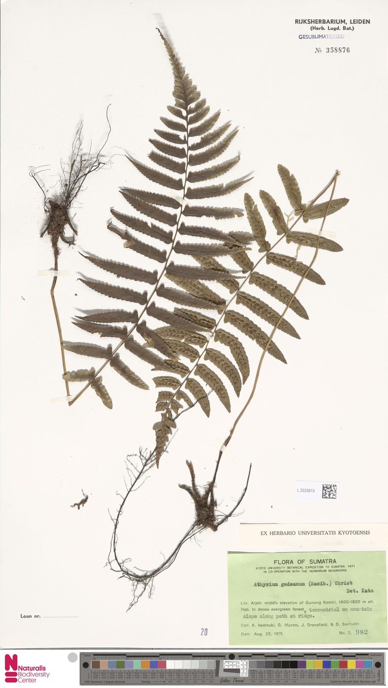 Athyrium atratum
