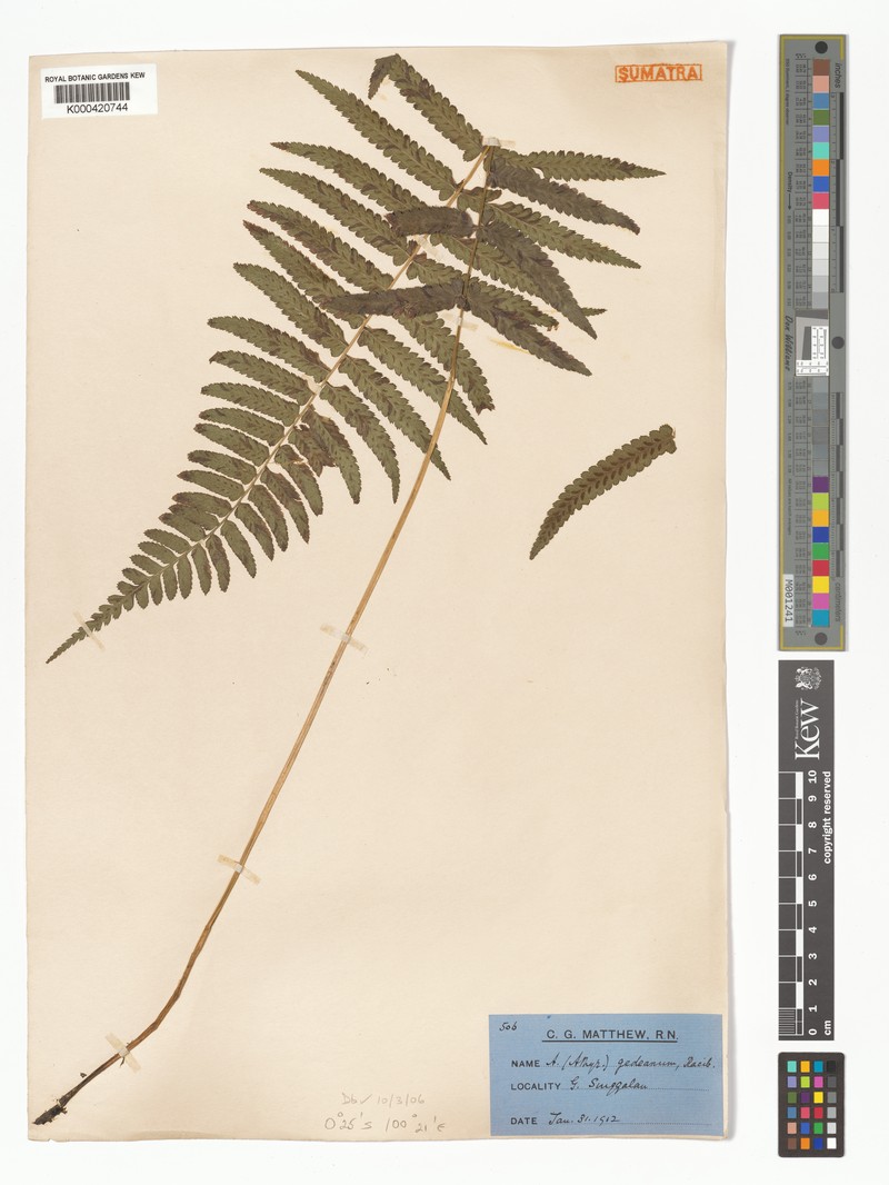 Athyrium atratum photo 2