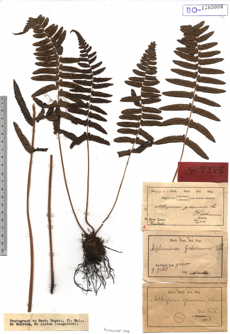 Athyrium atratum photo 3