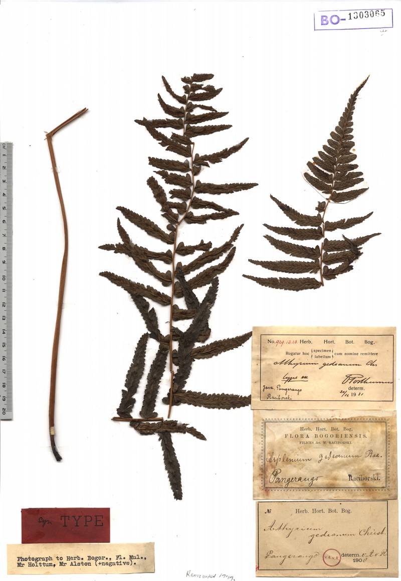 Athyrium atratum photo 4