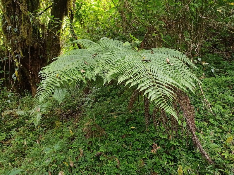 Athyrium atroviride