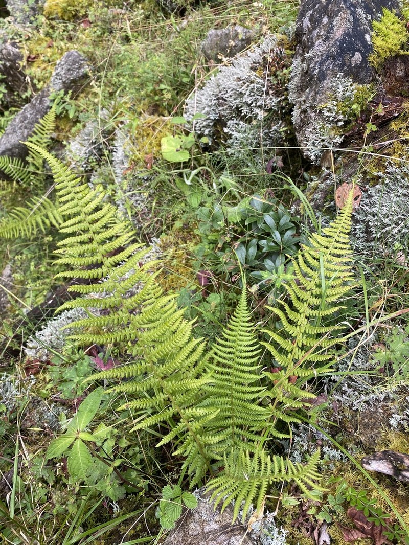 Athyrium attenuatum