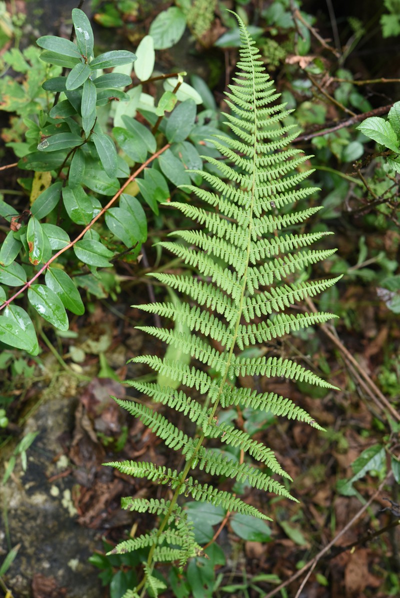 Athyrium attenuatum photo 2
