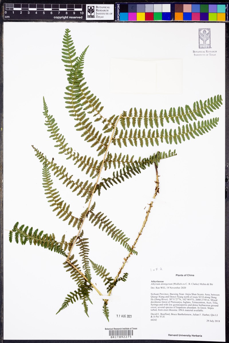 Athyrium attenuatum photo 3