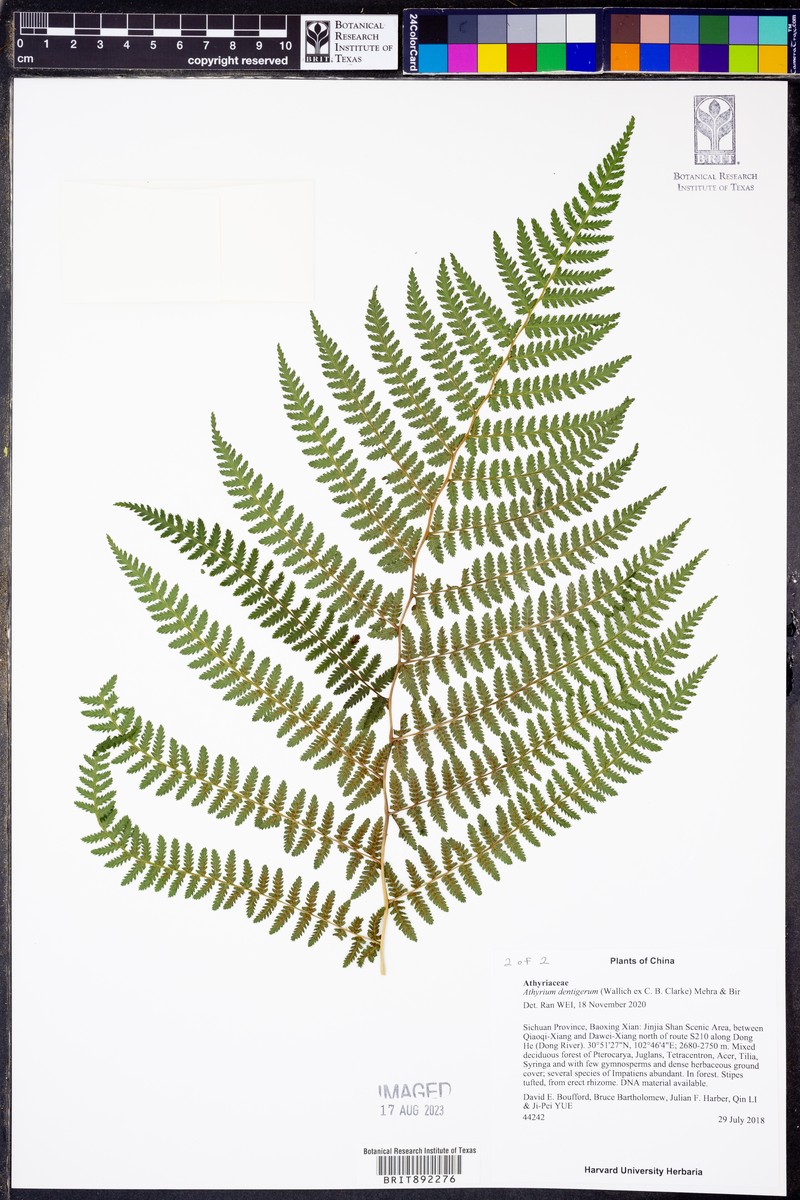 Athyrium attenuatum photo 4