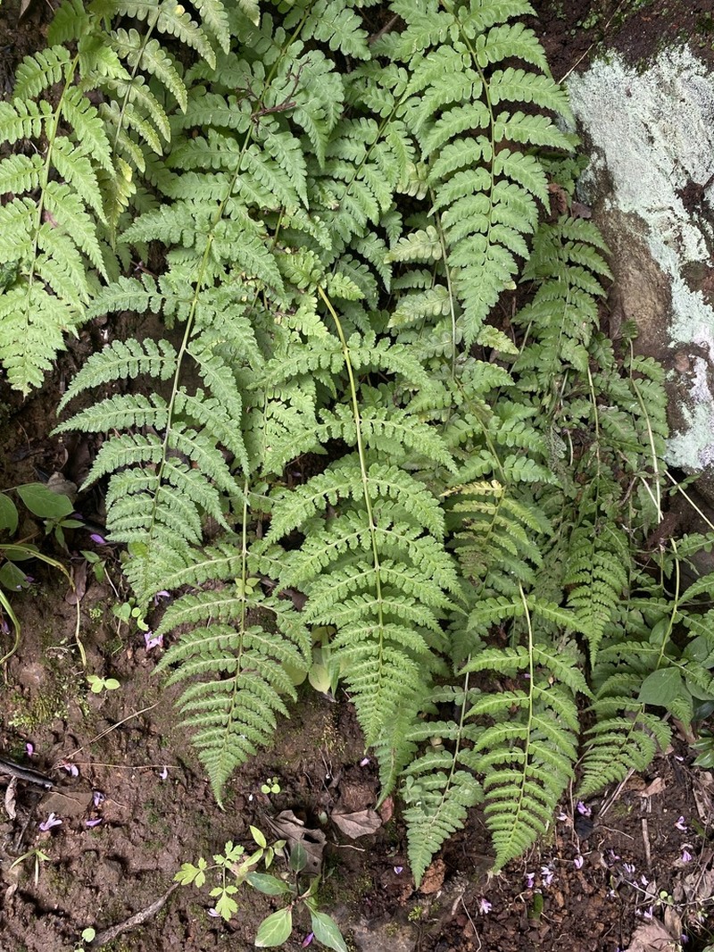 Athyrium biserrulatum
