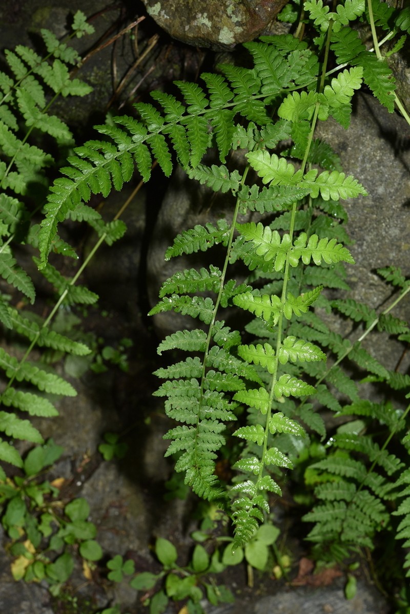 Athyrium biserrulatum photo 2