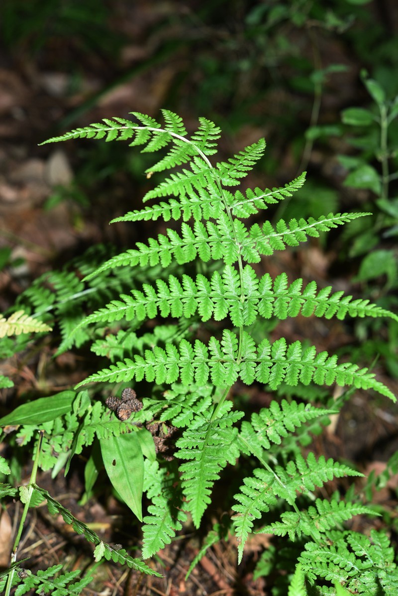 Athyrium biserrulatum photo 3