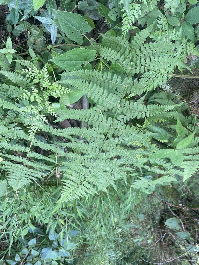 Athyrium biserrulatum photo 4