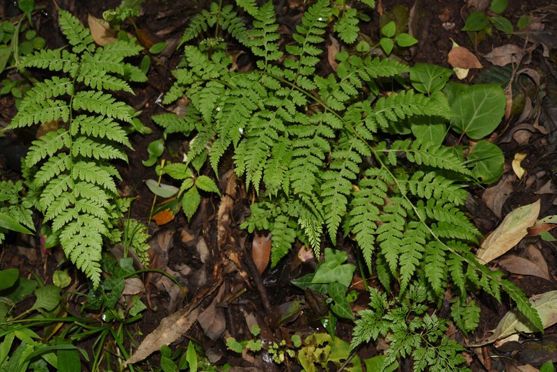 Athyrium biserrulatum photo 5