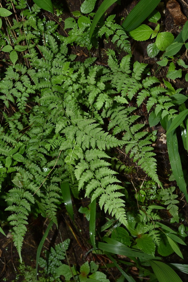 Athyrium biserrulatum photo 6